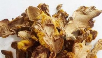 狗脊 别名：百枝、狗青、强膂、扶盖、扶筋、苟脊、金毛狗脊、金狗脊、黄狗头、金毛狮子、毛狗儿、金丝毛、金扶筋、金猫咪、老猴毛