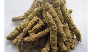 巴戟天 别名：鸡肠风、鸡眼藤、黑藤钻、兔仔肠、三角藤、糠藤