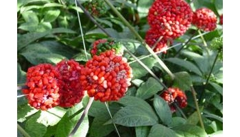 三七 别名：山漆、金不换、人参三七、佛手山漆、参三七、田七、滇三七、汉三七、旱三七、田三七、田漆、滇七