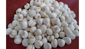 贝母 别名：勤母；川贝