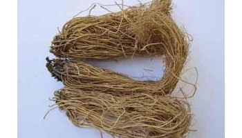 细辛 别名：小辛、细草、独叶草、金盆草、山人参