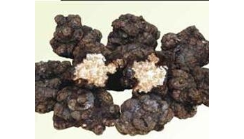 川芎 别名：山鞠穷、芎藭、胡藭、马衔、雀脑芎、京芎、贯芎、抚芎、台芎、 西芎、芎穷、胡芎、九元蟊、酒芎、山鞠芎、杜芎