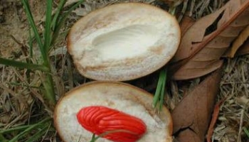 肉豆蔻 别名：肉豆叩、肉果、玉果、顶头肉