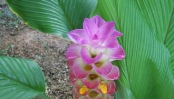 姜黄 别名：宝鼎香、黄姜、毛姜黄、黄丝郁金