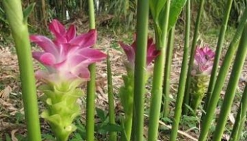 郁金 别名：桂郁金、黄郁金、紫蒁香、绿郁金、玉金、广郁金、白丝郁金