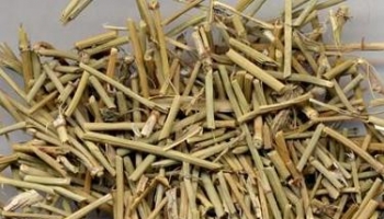 麻黄 别名：龙沙、狗骨、卑相、卑盐