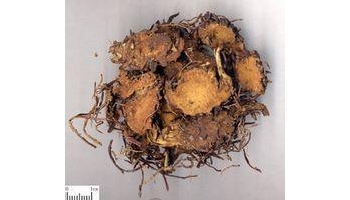 紫菀 别名：青苑、紫倩、小辫、返魂草、山白菜