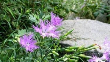 瞿麦 别名：四时美、圣茏草子、巨麦、石竹、巨句麦、剪刀花、大兰、山瞿麦、瞿麦穗、南天竺草、麦句姜、剪绒花、龙须