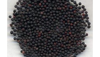 王不留行 别名：留行子、奶米、王牡牛、大麦牛