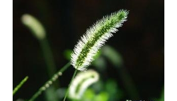 狗尾草 别名：