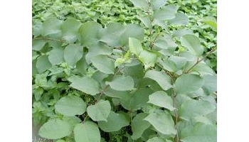 虎杖 别名：大虫杖、苦杖、酸杖、斑杖、苦杖根、杜牛膝、酸桶笋、斑庄根、酸杆、斑根、黄药子、土地榆、酸通、雌黄连、蛇总管大活血、紫金龙、酸汤杆、黄地榆、号筒草、斑龙紫、红贯脚、阴阳莲、活血龙、猴竹根、金锁王、大叶蛇总管、九龙根、山茄子、斑草、搬倒甑、九股牛、大接骨、老君丹