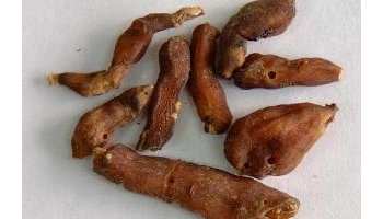 甘遂 别名：主田、重泽、甘藁、陵藁、甘泽、苦泽、白泽、鬼丑、陵泽