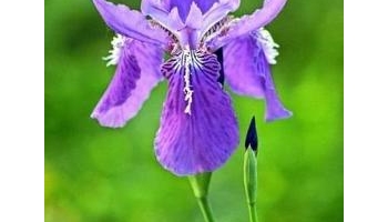 鸢尾 别名：