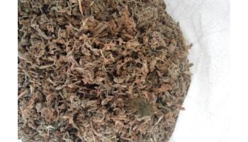 芫花 南芫花、芫花条、药鱼草、莞花、头痛花、闷头花、老鼠花等