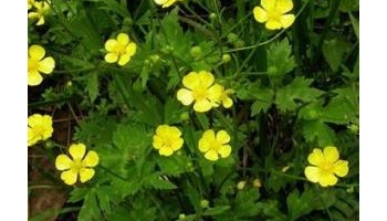 毛茛 鱼疔草、鸭脚板、野芹菜、山辣椒、老虎脚爪草、毛芹菜、起泡菜