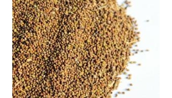 菟丝子 豆寄生、无根草、黄丝、黄丝藤、无娘藤、金黄丝子、菟丝实、吐丝子、无娘藤米米、黄藤子、龙须子、萝丝子、黄网子、黄萝子、豆须子、缠龙子、黄丝子缠龙子、黄丝子