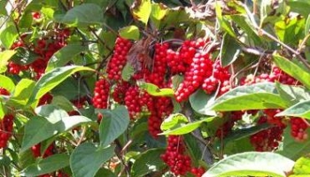 五味子 玄及、会及、五梅子、山花椒、壮味、五味、吊榴