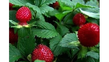 蛇莓 鸡冠果、野杨梅、蛇藨、地莓、蚕莓、蛇婆、三爪凤、龙吐珠