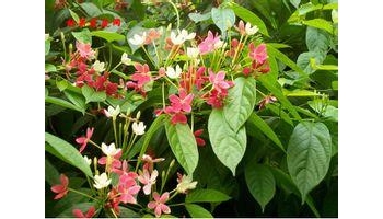 使君子 留求子、史君子、五棱子、索子果、冬均子、病柑子、君子仁、冬君子、病疳子。