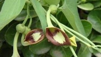 马兜铃 马兜零、马兜苓、兜铃、水马香果、葫芦罐、臭铃铛、蛇参果