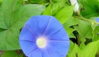 牵牛子 金铃、黑牵牛、白牵牛、黑丑、白丑、丑牛子、二丑、黑白丑、牵牛、丑牛、炒白丑、炒黑丑、喇叭花子、草金铃