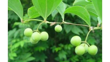 菝葜 金刚刺、金刚藤、乌鱼刺、铁菱角、马加勒