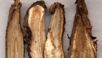 白蔹 山地瓜、野红薯、山葡萄秧、白根、五爪藤、菟核