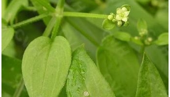 茜草 血茜草、血见愁、蒨草、地苏木、活血丹、土丹参、红内消