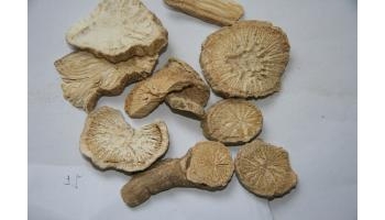 防己 粉防己、粉寸己、汉防己、土防己、石蟾蜍、蟾蜍薯、倒地拱、白木香、猪大肠