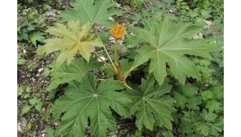 通草 寇脱、离南、活莌、倚商、通脱木、葱草