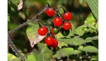 白英 彀菜、鬼目草、白草、白幕、排风、排风草、天灯笼、和尚头草、望冬红