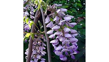 紫藤 