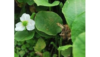 泽泻 水泻、芒芋、鹄泻、泽芝、及泻、天鹅蛋、天秃、禹孙、水泽、如意花、车苦菜、天鹅蛋、天秃、一枝花、芒芋