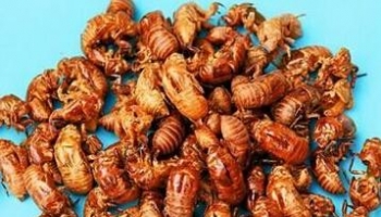 蝉蜕 蝉退、蝉衣、虫蜕、蝉壳、蚱蟟皮、知了皮、金牛儿、虫衣