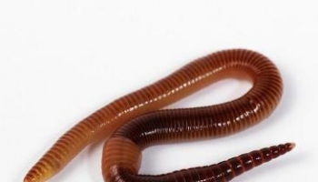 蚯蚓 