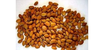 桃仁 桃核仁、桃核人