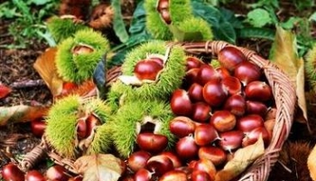 栗 毛栗、板栗