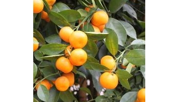 金橘 金柑、金橘