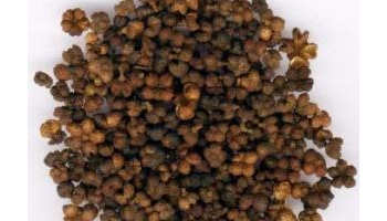 吴茱萸 吴萸、茶辣、漆辣子