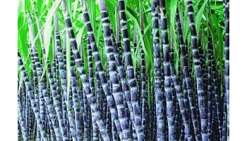 甘蔗 薯蔗、糖蔗，黄皮果蔗