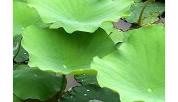 荷叶 莲叶、鲜荷叶、干荷叶、荷叶炭、荷钱、芰荷、藕叶