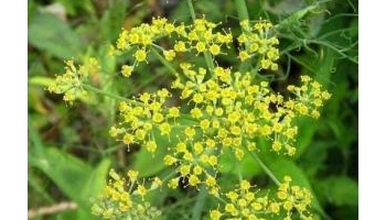 茴香 怀香，香丝菜