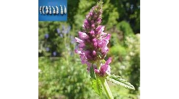 草石蚕 甘露儿、宝塔菜