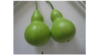 苦瓠 