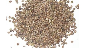 麻仁 火麻仁、麻子、麻子仁、大麻子、大麻仁