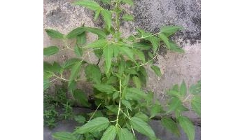 麻叶 火麻叶、火麻头