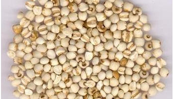 薏苡仁 苡米仁、 六谷米、 必提珠、 炒苡仁、 解蠡、 起英、 赣米、 草珠儿、 赣珠