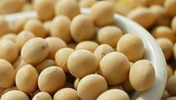 大豆黄卷 大豆卷、大豆蘖、黄卷、卷蘖、黄卷皮、豆蘖、豆黄卷、菽蘖。