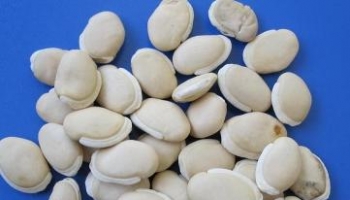 白扁豆 藊豆、白藊豆、南扁豆