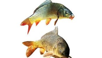 鲤鱼 鲤拐子、鲤子